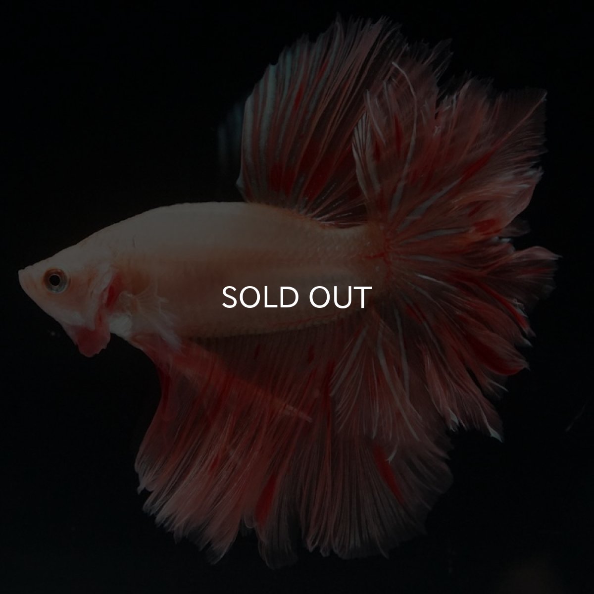 画像7: HM アルマゲドン フェザーテール (7)