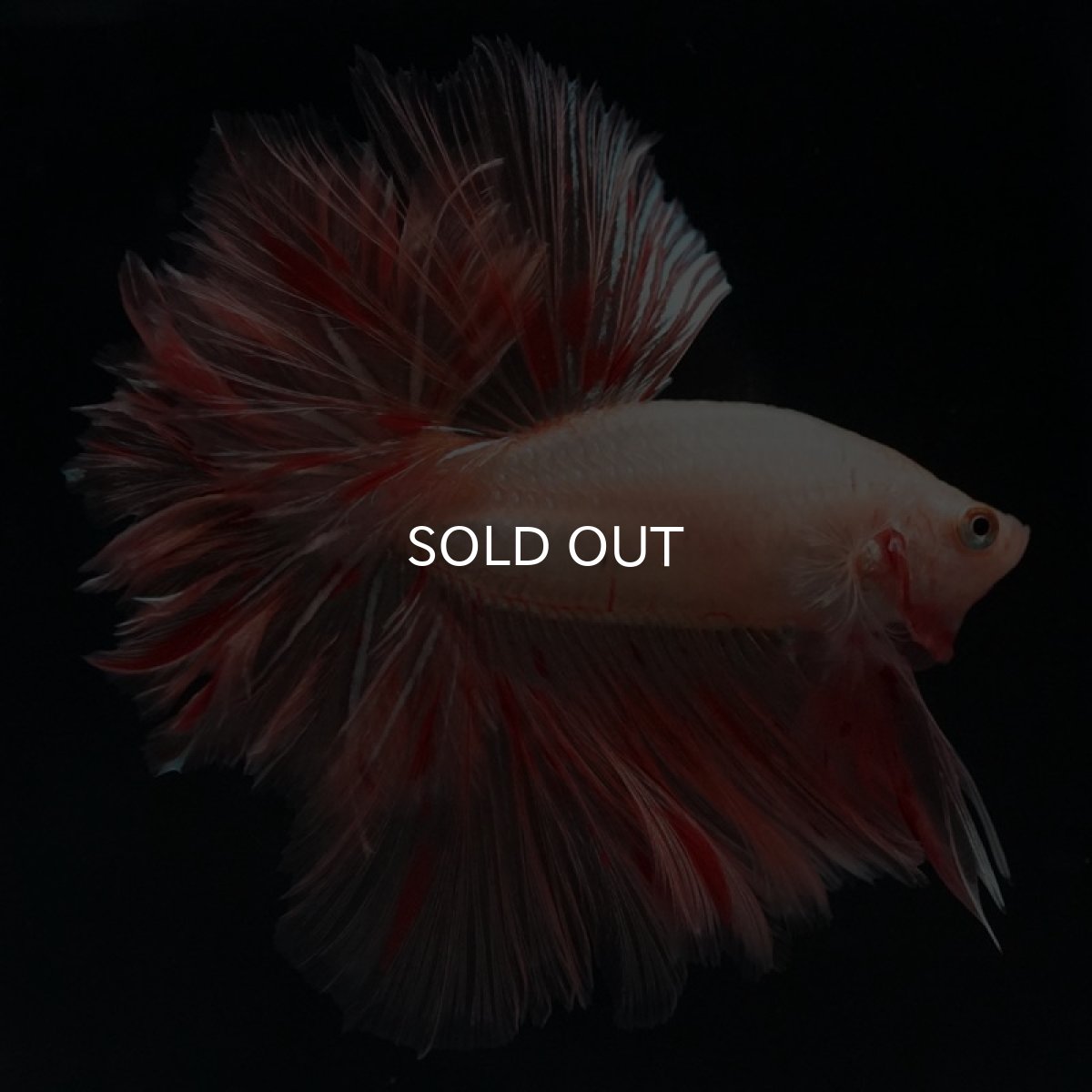 画像6: HM アルマゲドン フェザーテール (6)