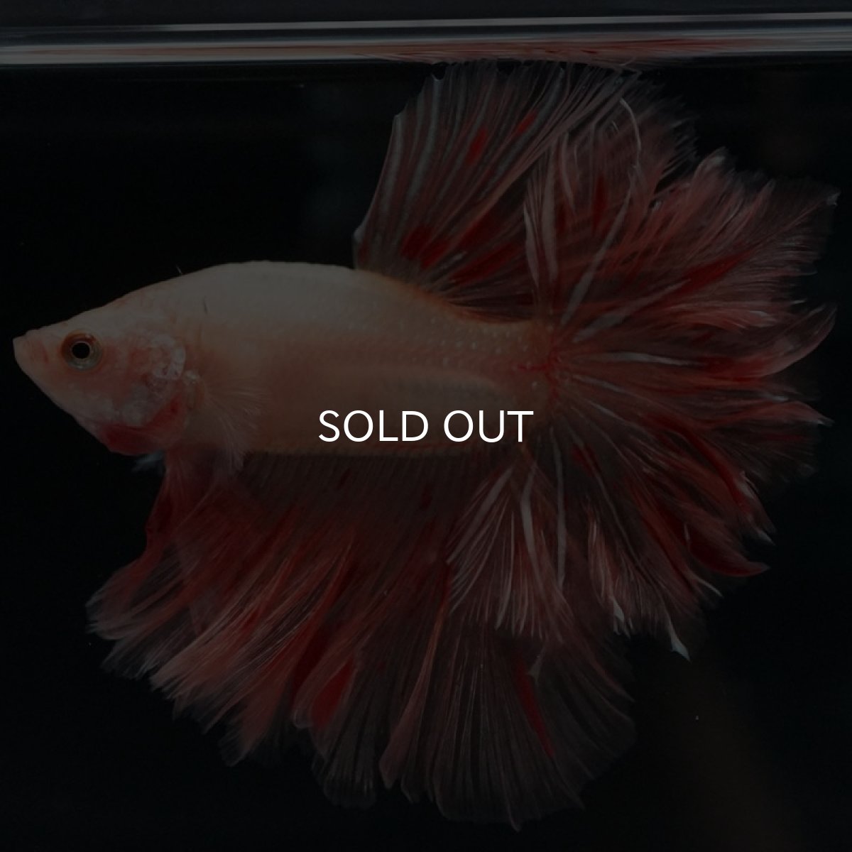 画像5: HM アルマゲドン フェザーテール (5)