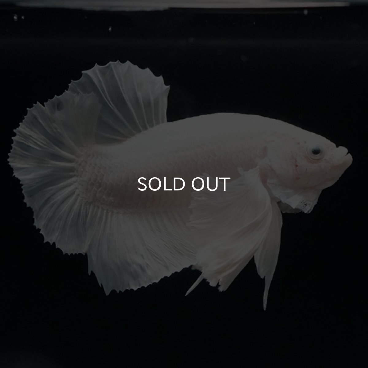 画像8: HMPK ホワイトダンボ (8)