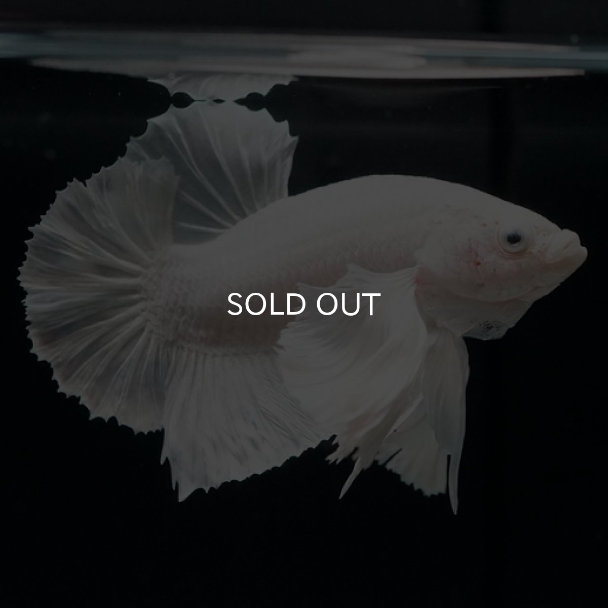 画像7: HMPK ホワイトダンボ (7)