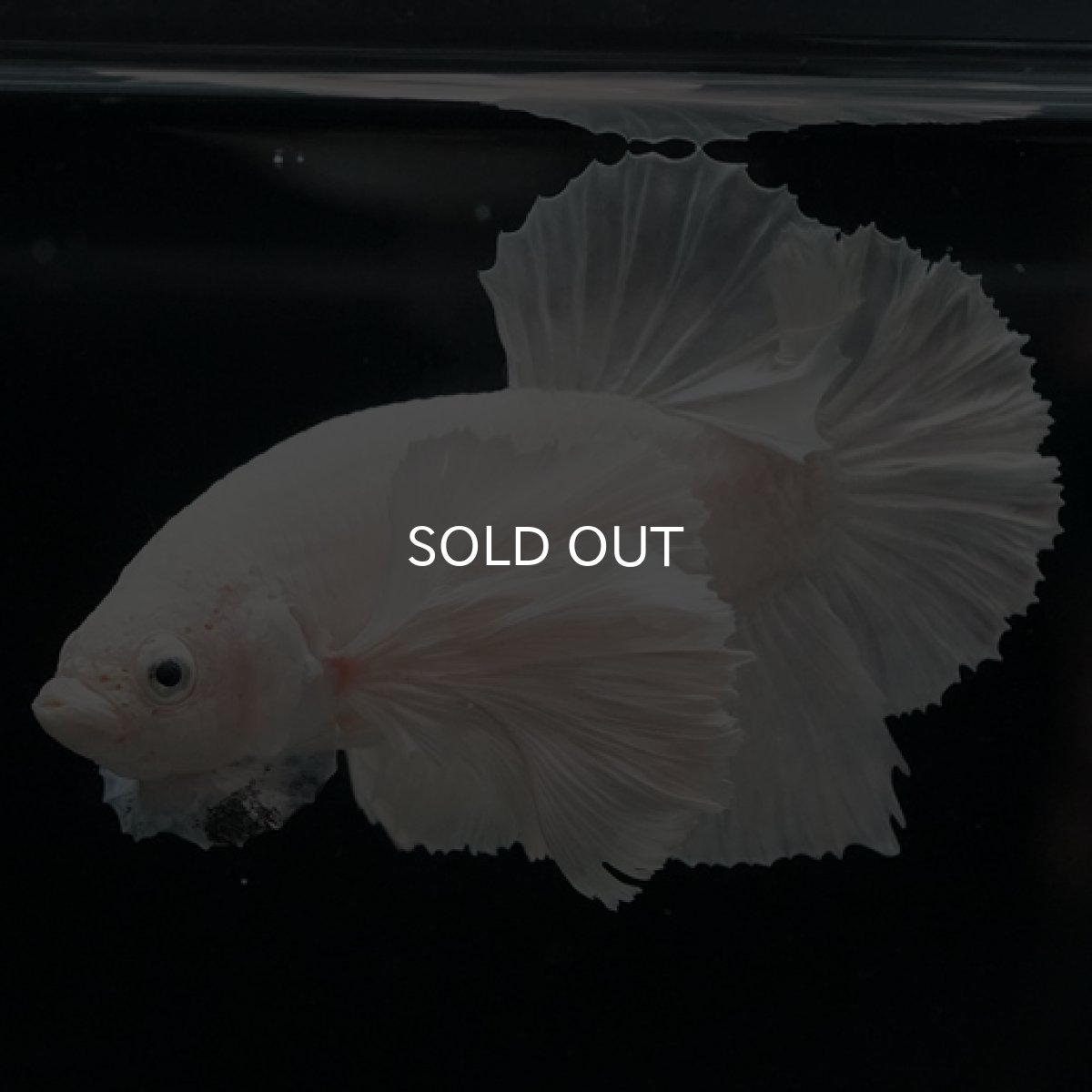 画像6: HMPK ホワイトダンボ (6)