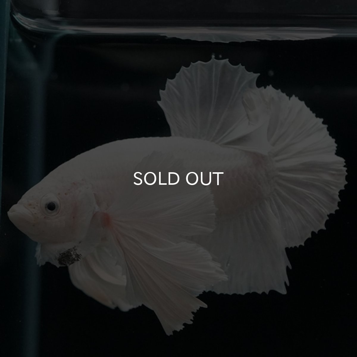 画像5: HMPK ホワイトダンボ (5)