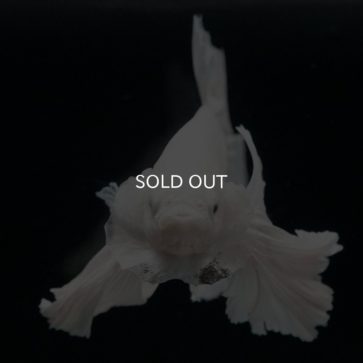 画像2: HMPK ホワイトダンボ (2)