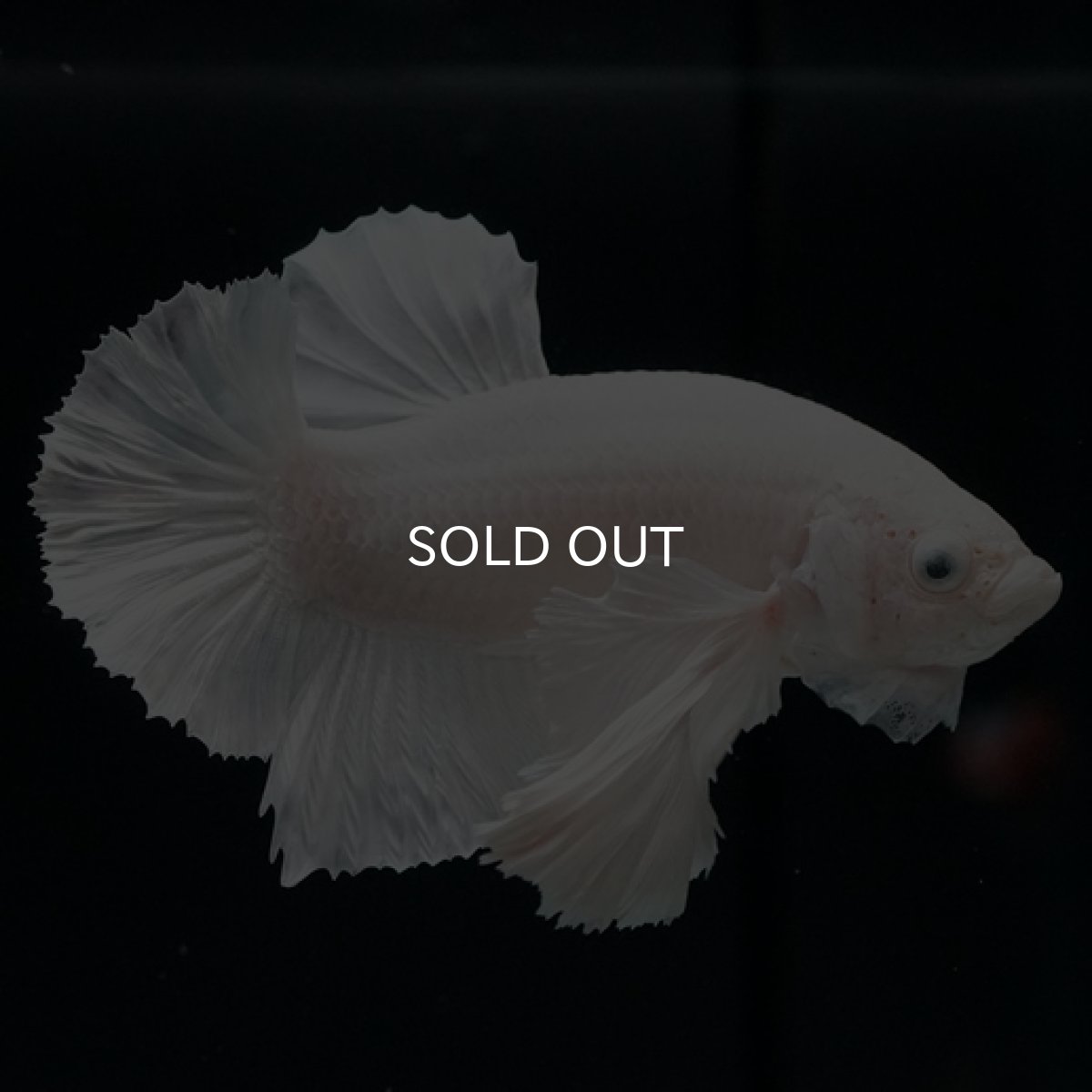 画像4: HMPK ホワイトダンボ (4)