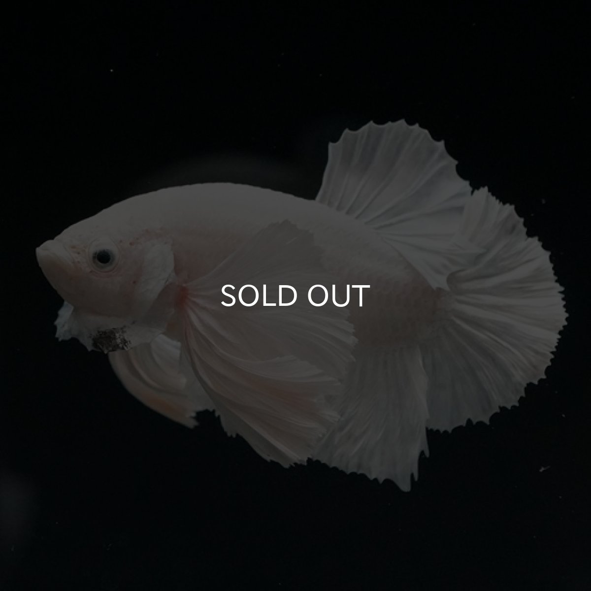 画像3: HMPK ホワイトダンボ (3)