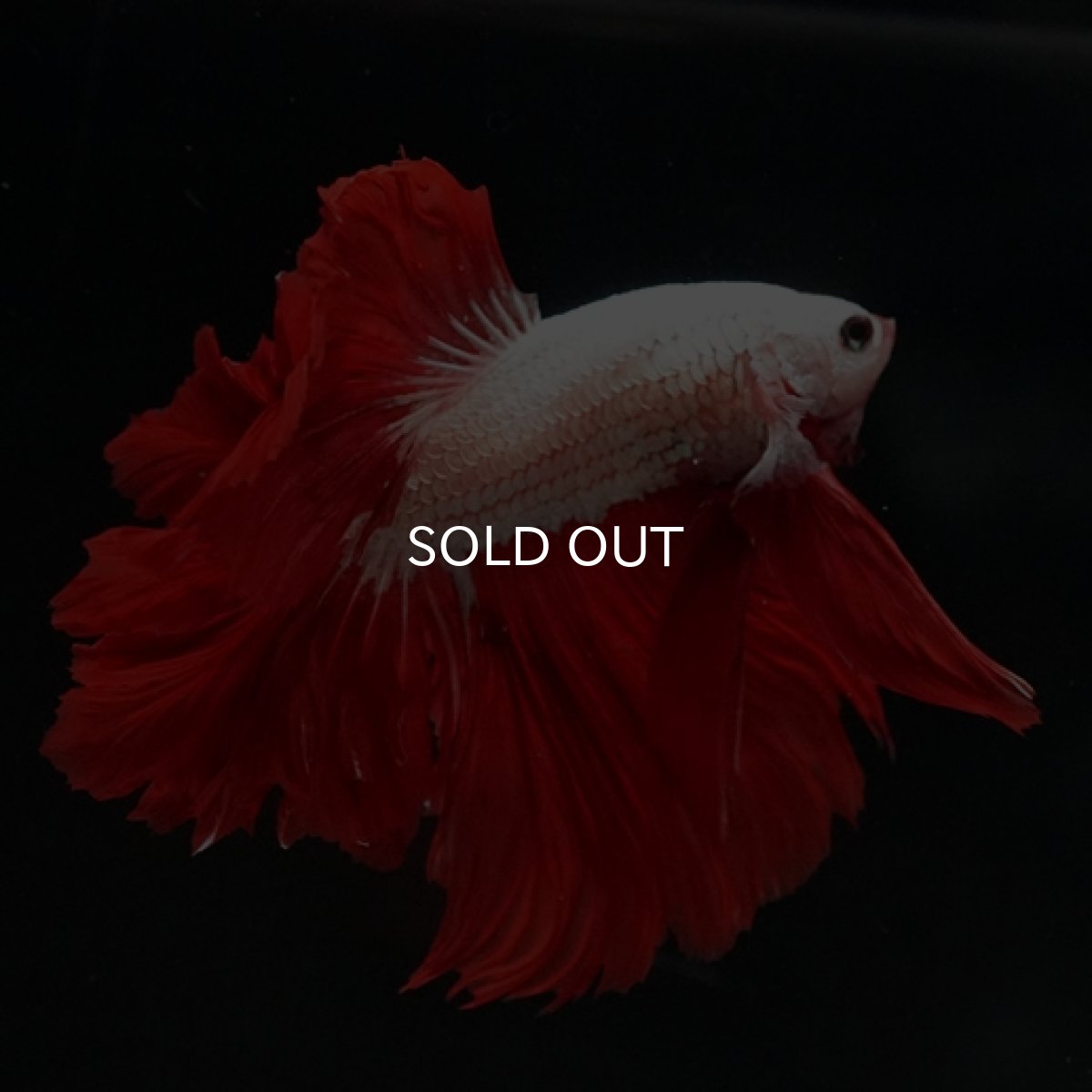 画像6: HM  プラチナレッドドラゴン フェザーテール (6)