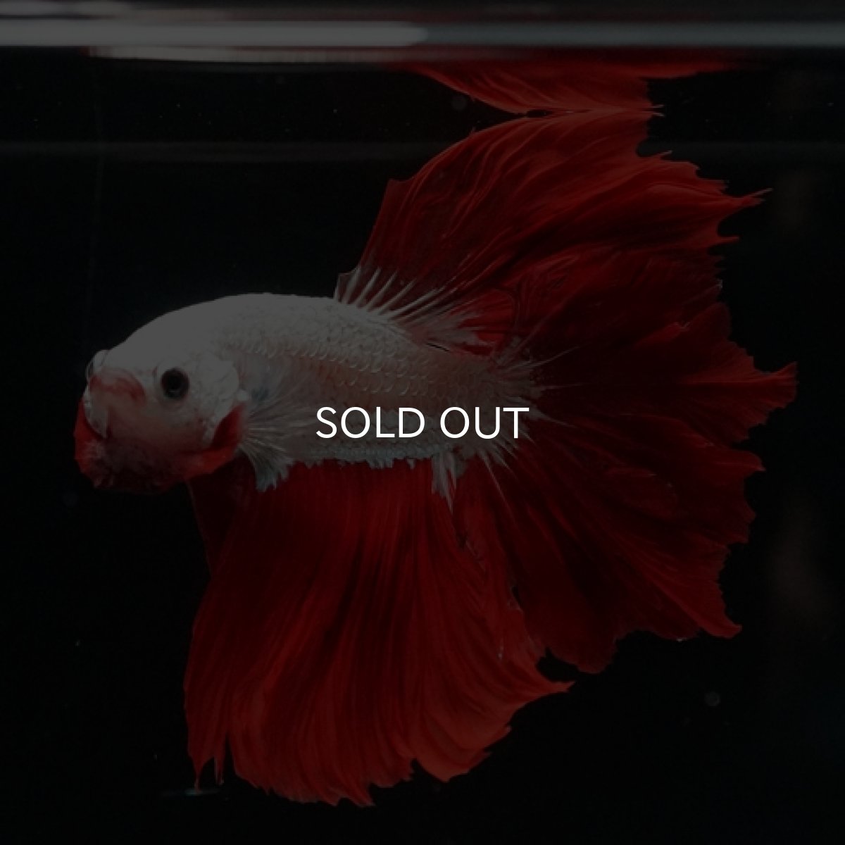 画像5: HM  プラチナレッドドラゴン フェザーテール (5)