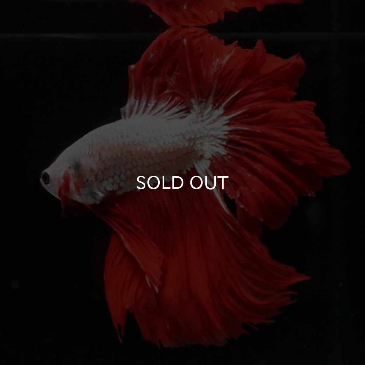 画像4: HM  プラチナレッドドラゴン フェザーテール (4)