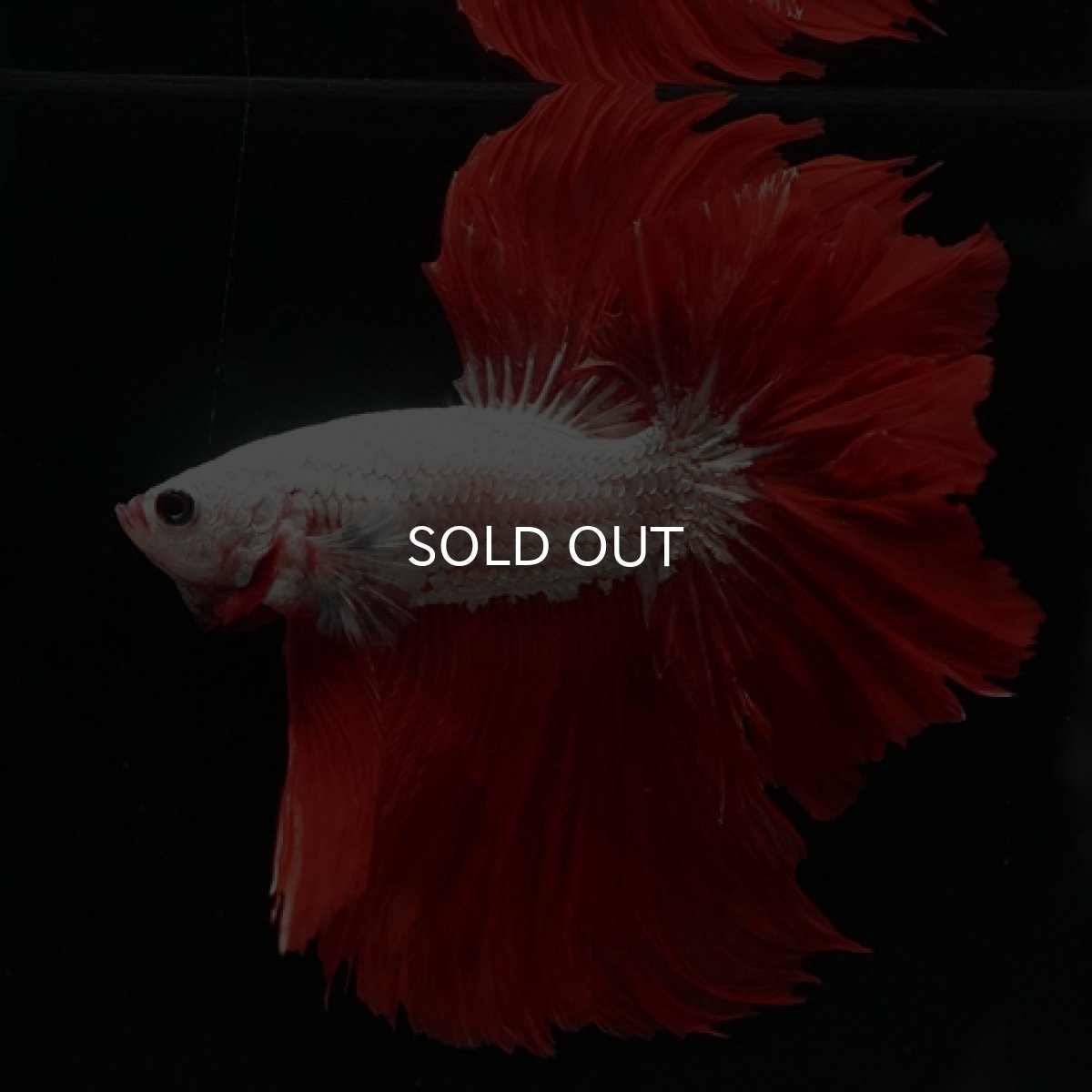 画像3: HM  プラチナレッドドラゴン フェザーテール (3)