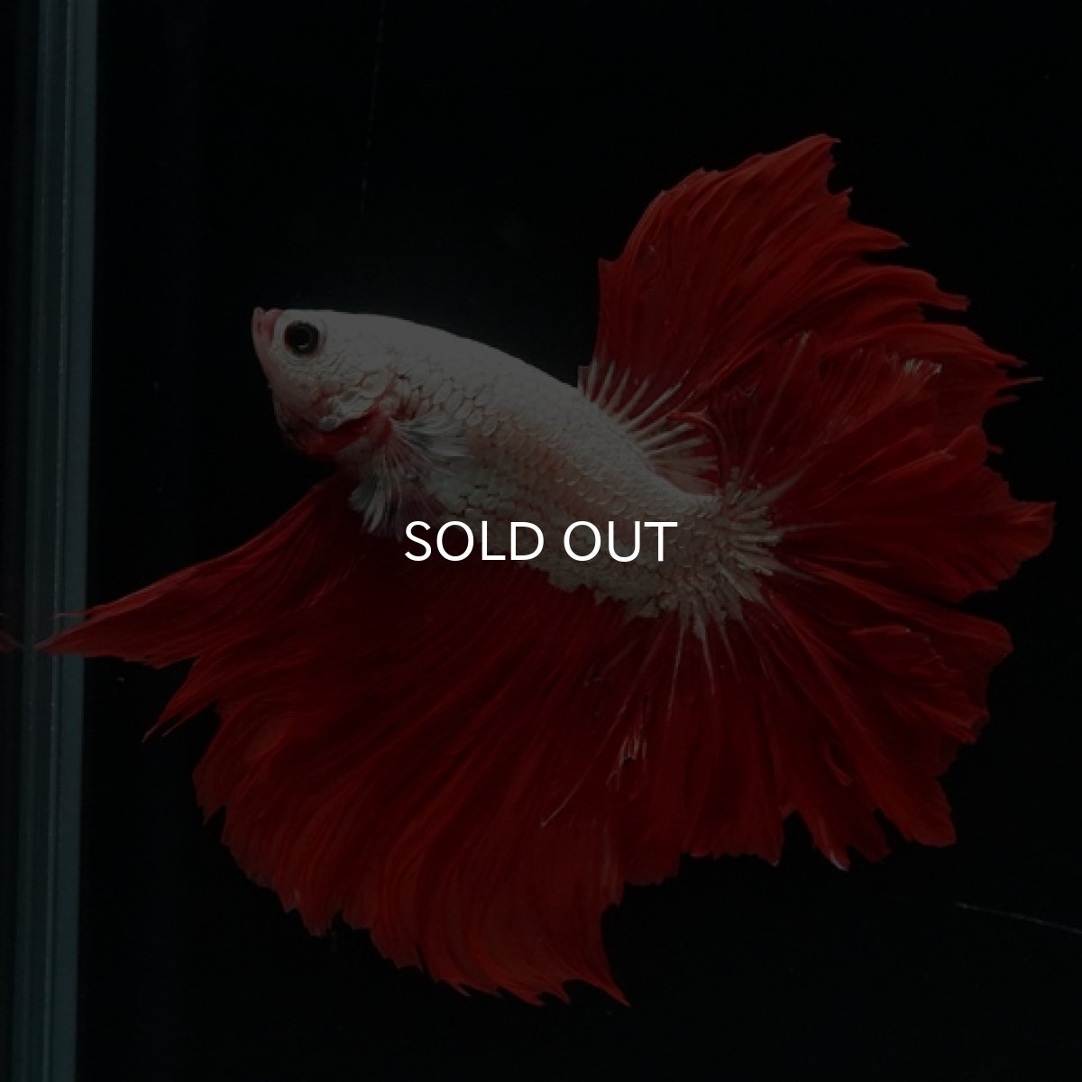 画像2: HM  プラチナレッドドラゴン フェザーテール (2)