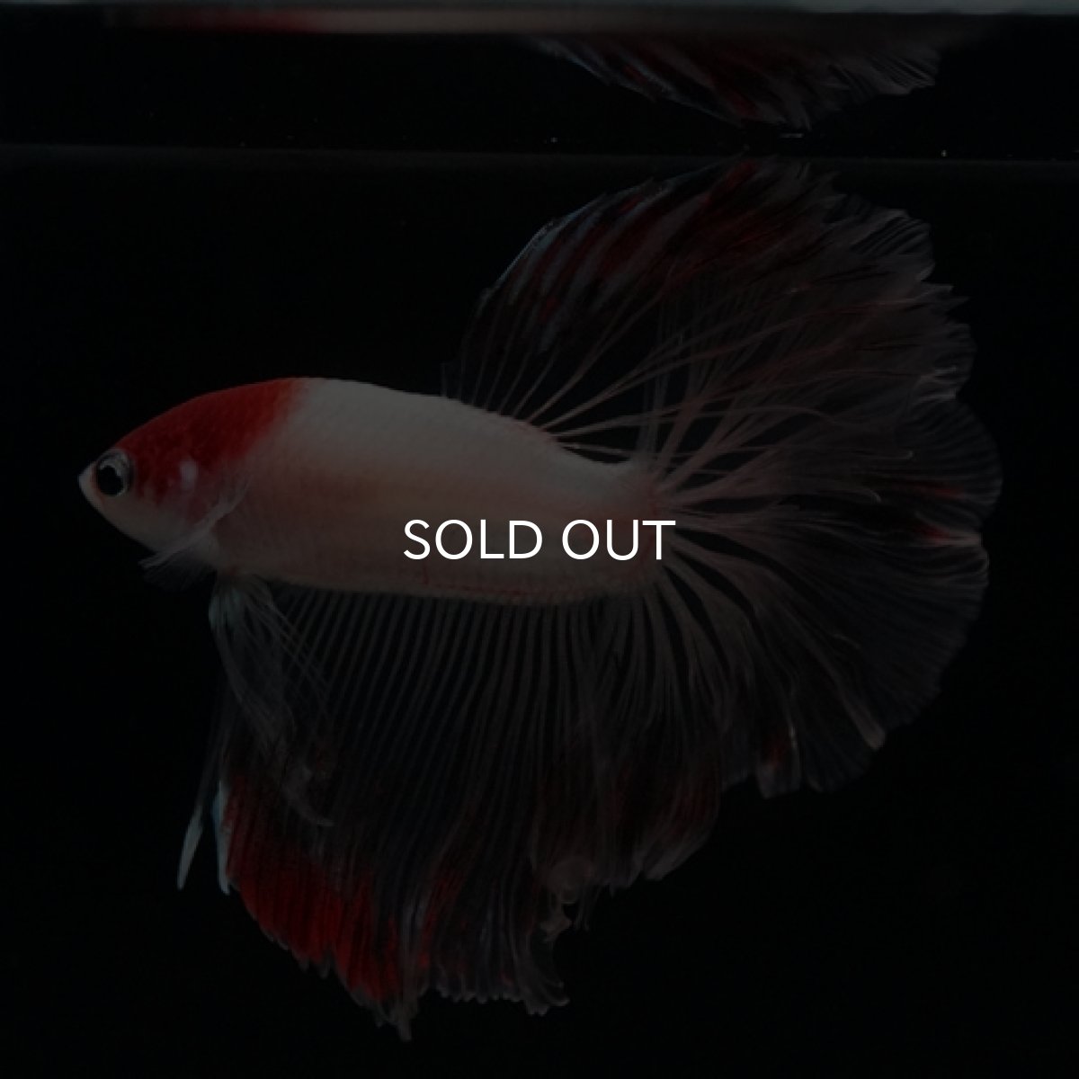 画像5: HM  丹頂 クリアフィン (5)