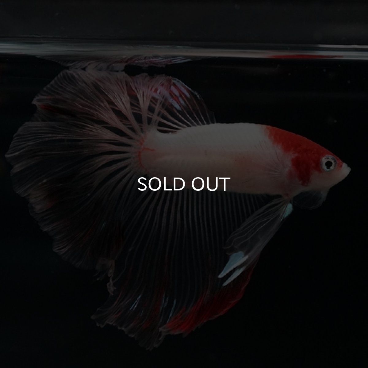 画像4: HM  丹頂 クリアフィン (4)