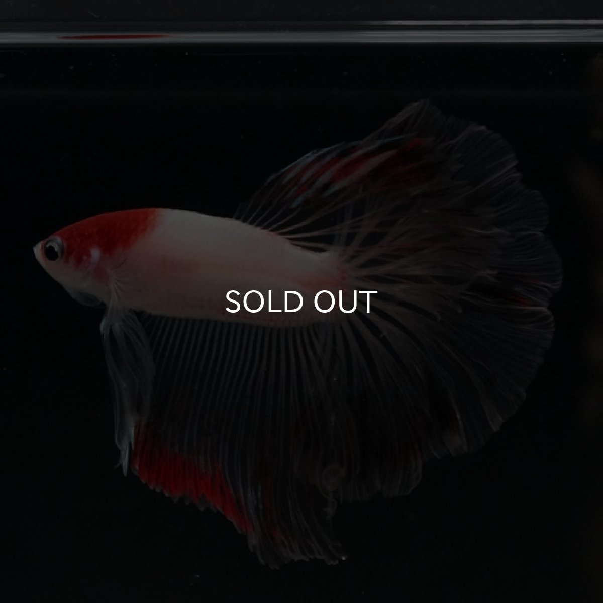 画像3: HM  丹頂 クリアフィン (3)