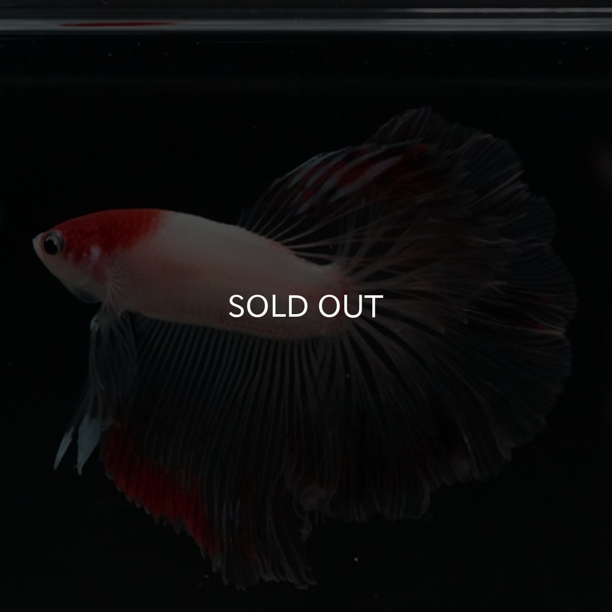 画像2: HM  丹頂 クリアフィン (2)