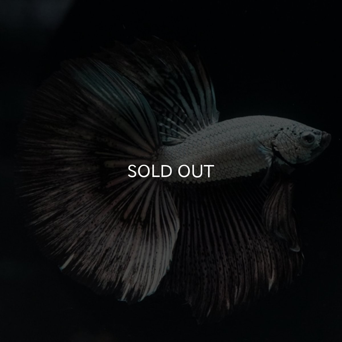 画像8: HM  プラチナブラックドラゴン (8)