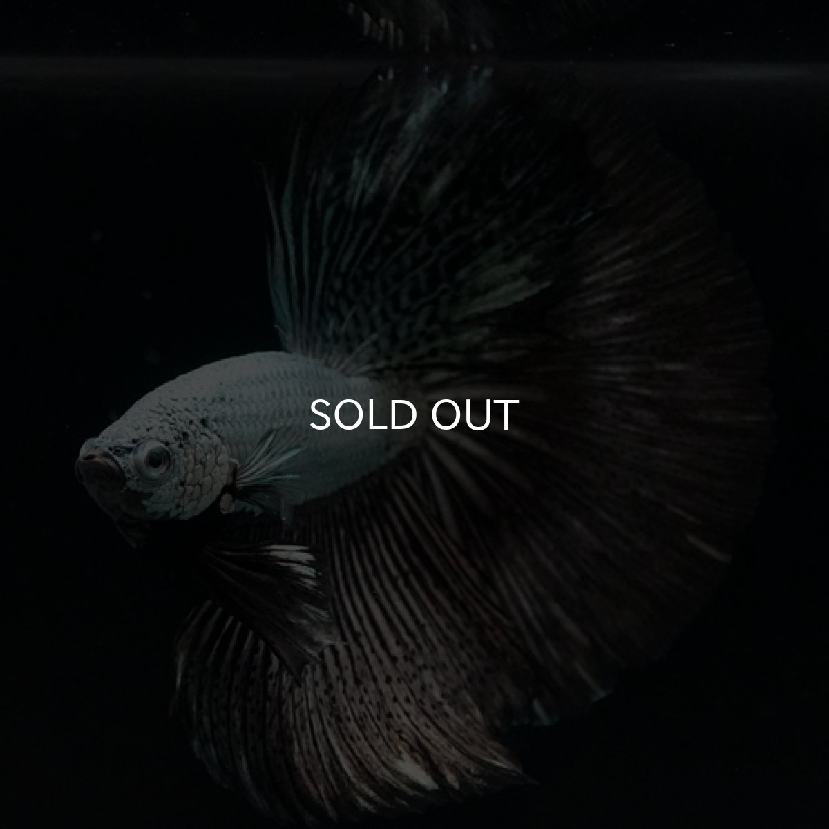 画像2: HM  プラチナブラックドラゴン (2)