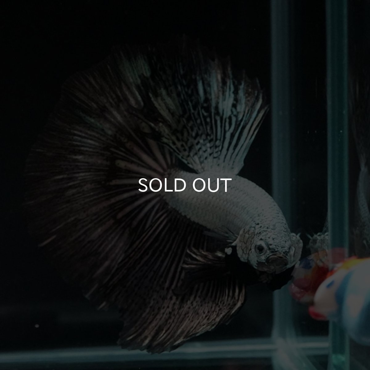 画像6: HM  プラチナブラックドラゴン (6)