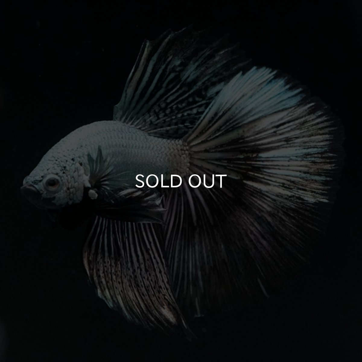 画像4: HM  プラチナブラックドラゴン (4)