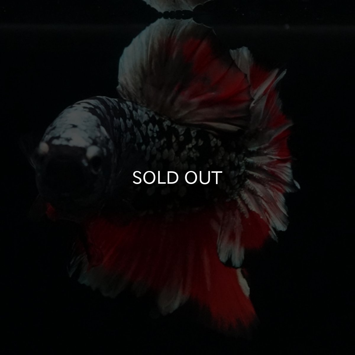 画像5: HMPK ブラックカッパースター (5)