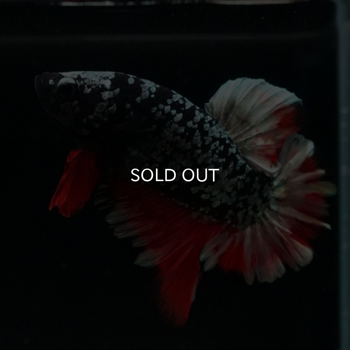 画像4: HMPK ブラックカッパースター (4)