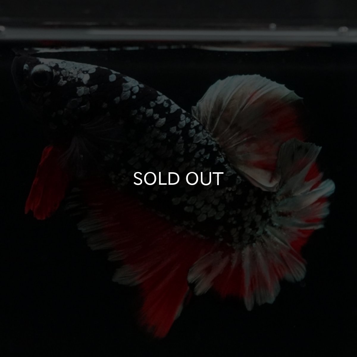 画像3: HMPK ブラックカッパースター (3)