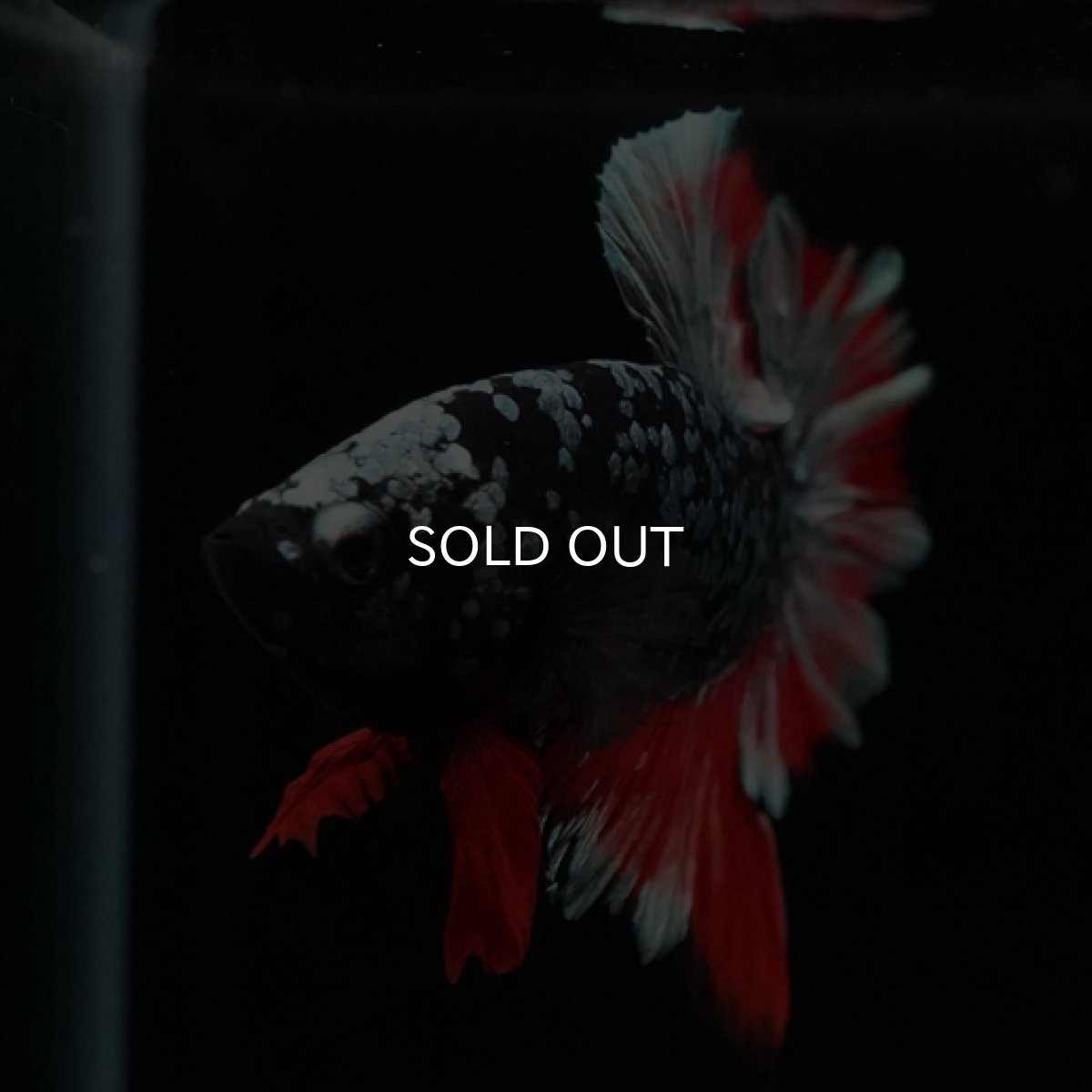 画像2: HMPK ブラックカッパースター (2)