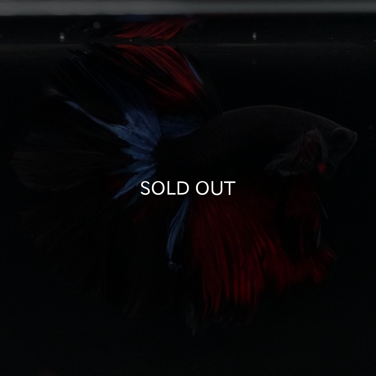 画像10: HM ブラックスター ローズテール (10)