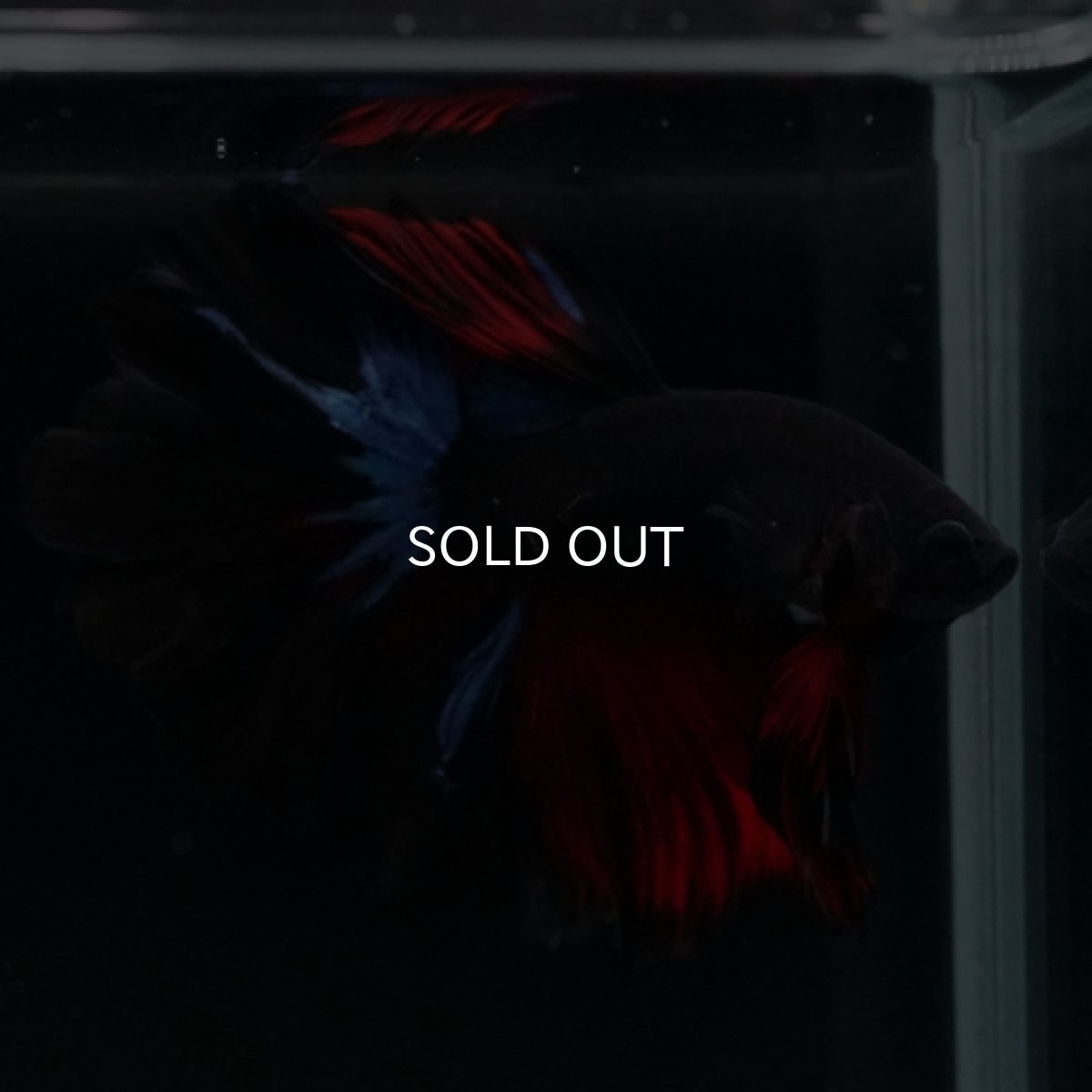 画像9: HM ブラックスター ローズテール (9)