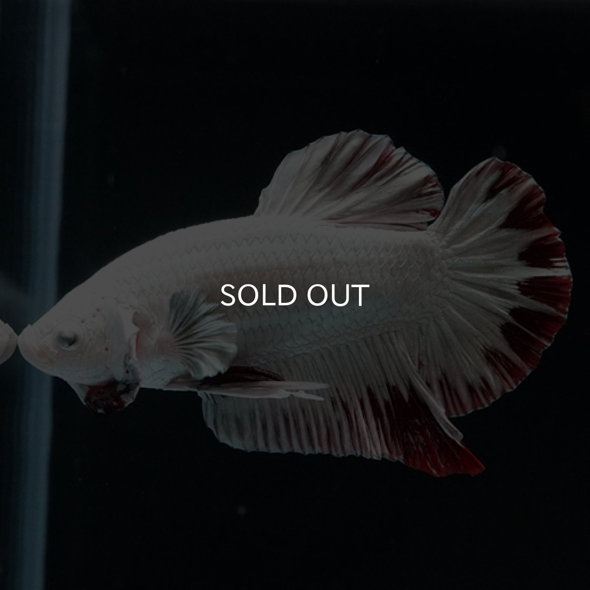 画像9: HMPK プラチナレッドドラゴン スノー (9)