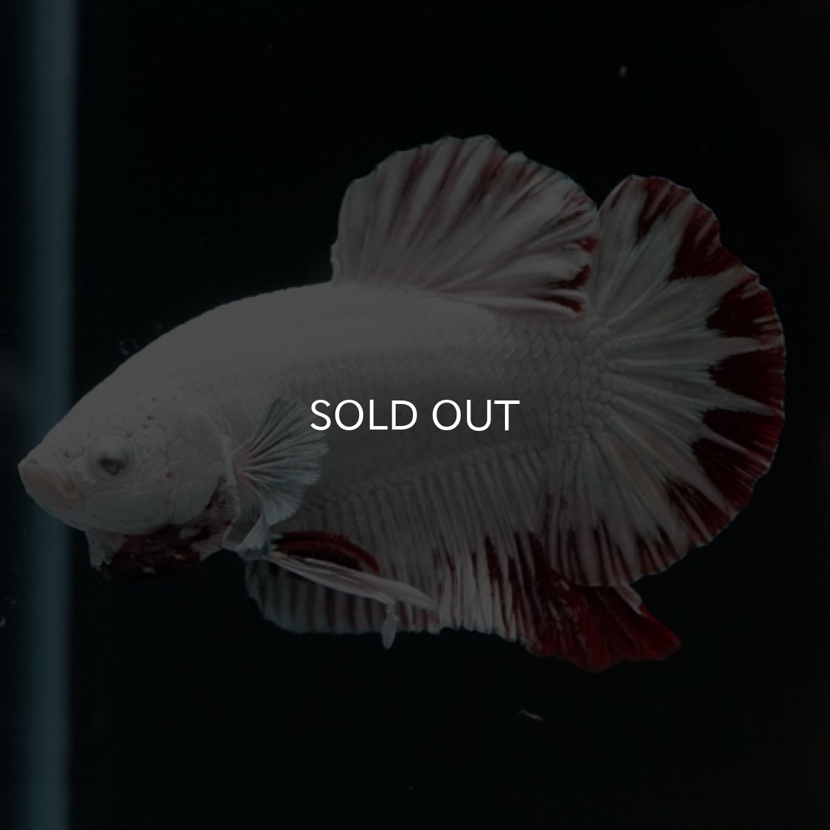 画像8: HMPK プラチナレッドドラゴン スノー (8)