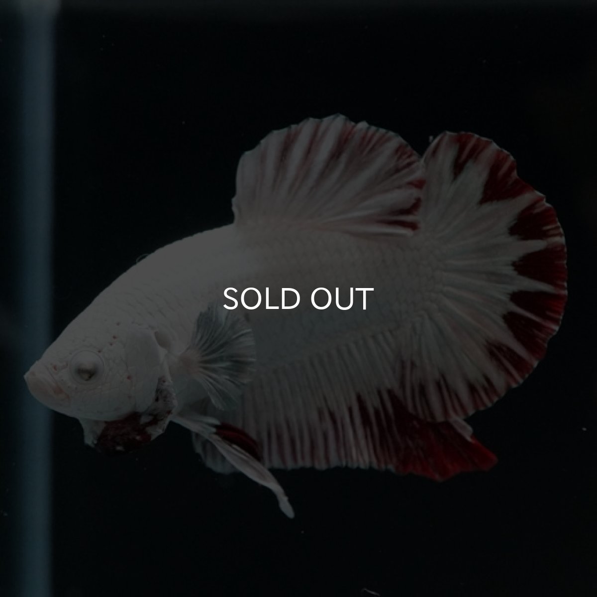 画像7: HMPK プラチナレッドドラゴン スノー (7)