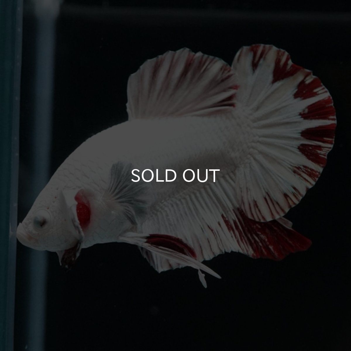 画像6: HMPK プラチナレッドドラゴン スノー (6)