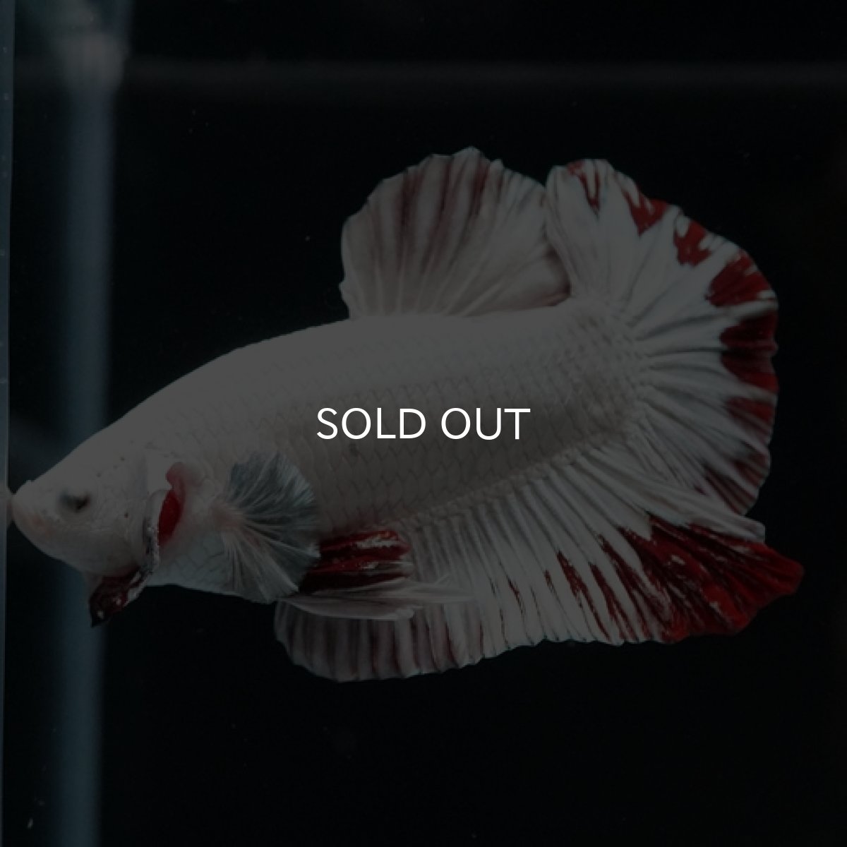 画像5: HMPK プラチナレッドドラゴン スノー (5)