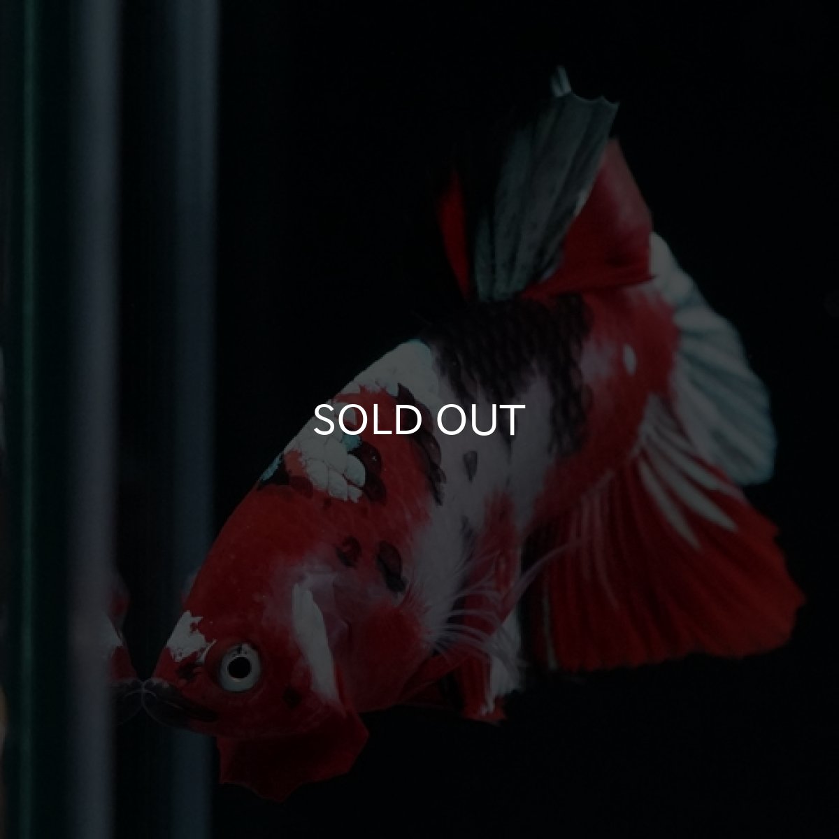 画像9: HMPK 鯉カッパー (9)