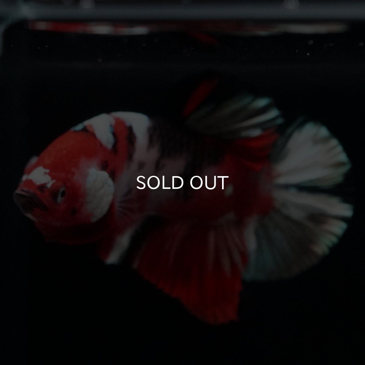 画像8: HMPK 鯉カッパー (8)