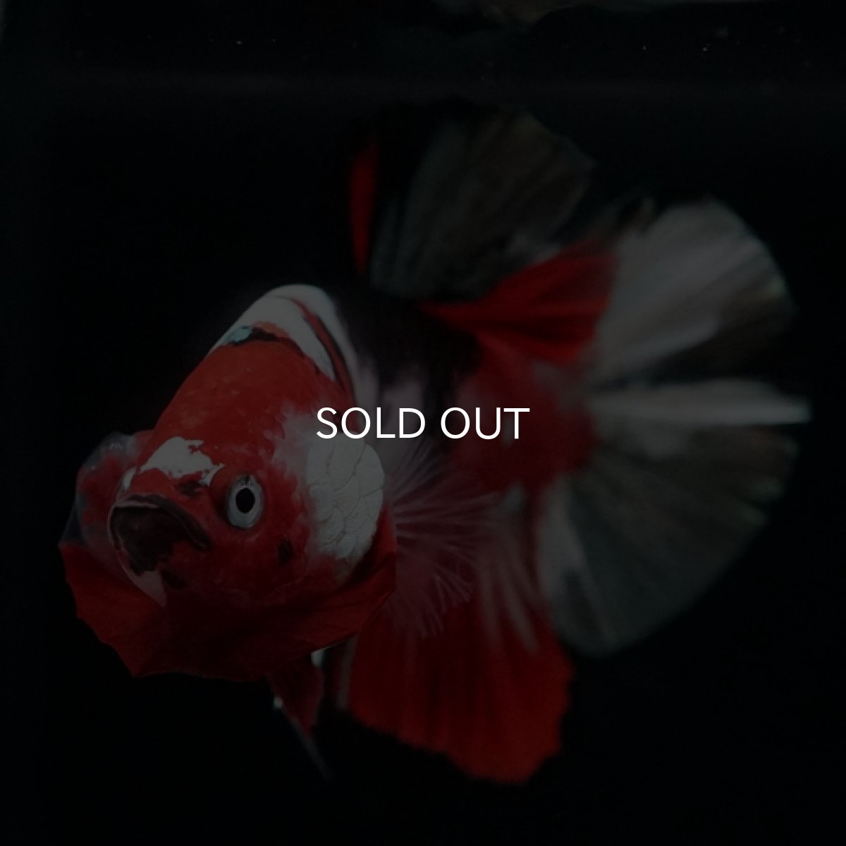 画像2: HMPK 鯉カッパー (2)