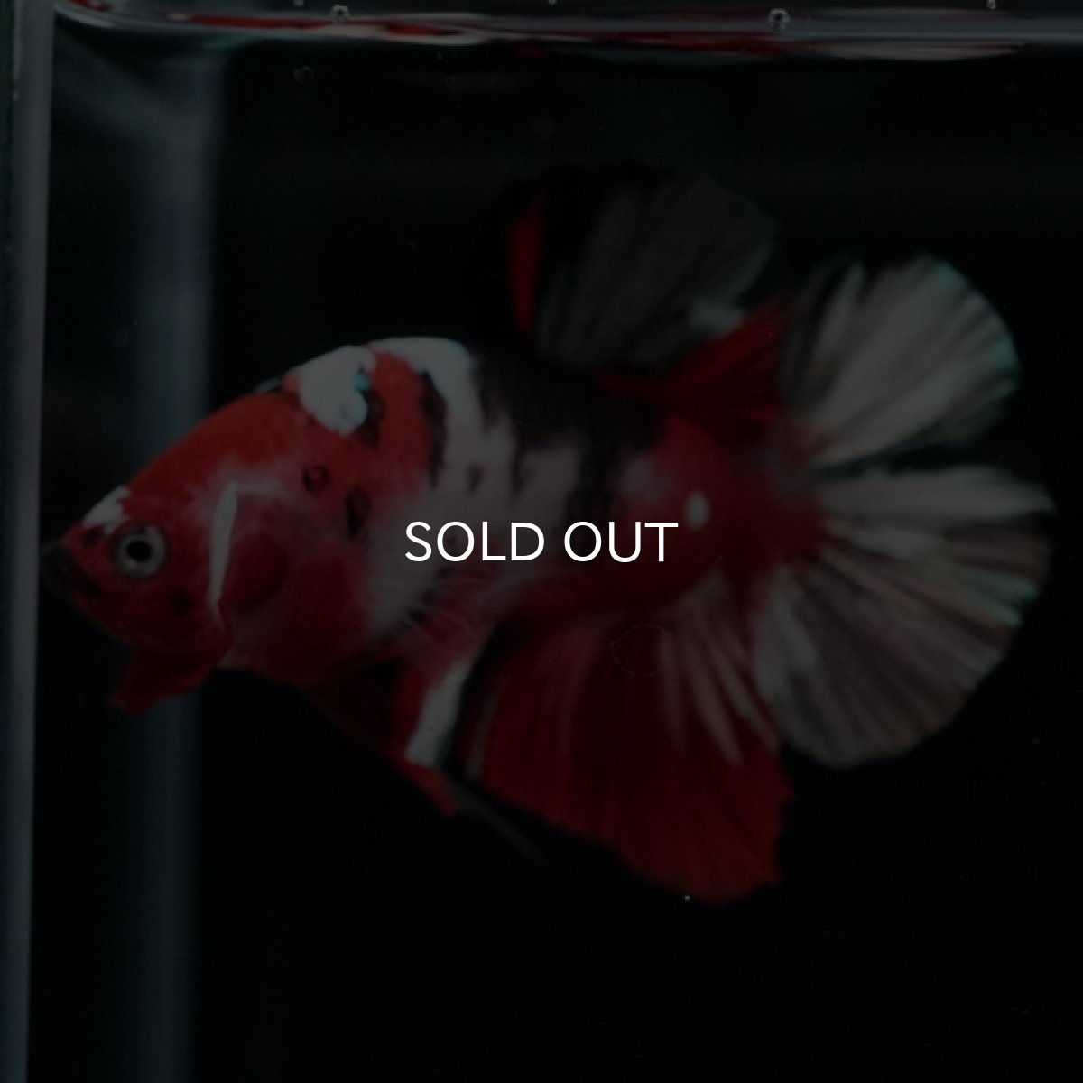 画像7: HMPK 鯉カッパー (7)