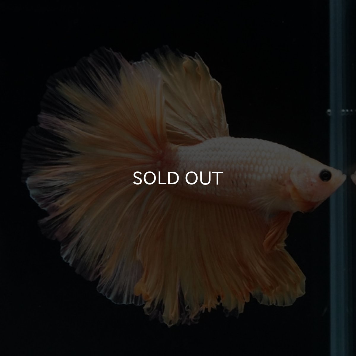 画像7: HM  イエロードラゴン ローズテール (7)