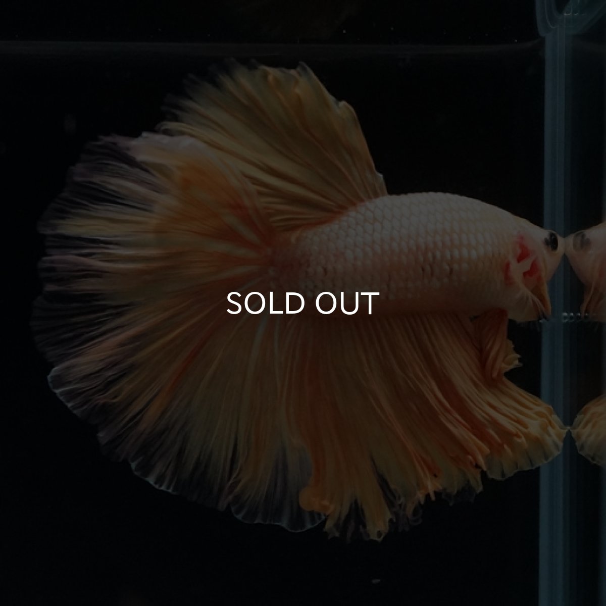 画像6: HM  イエロードラゴン ローズテール (6)