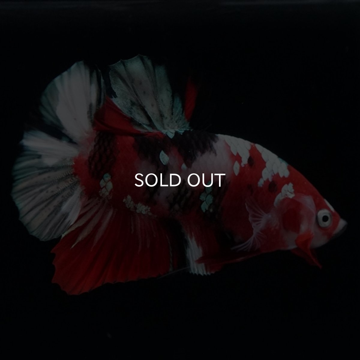 画像6: HMPK 鯉カッパー (6)