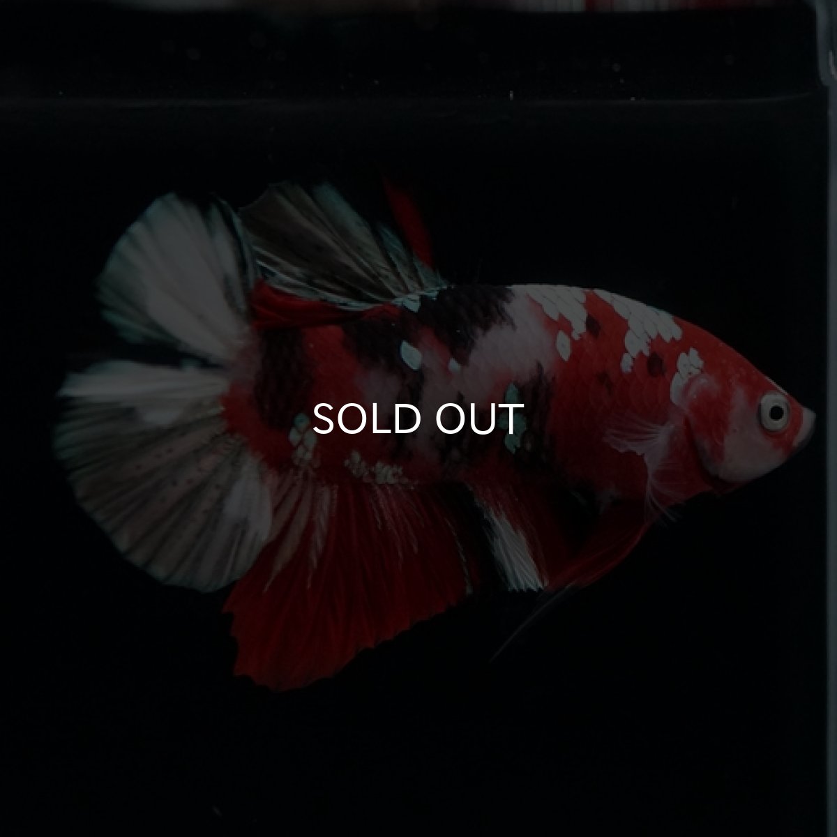 画像5: HMPK 鯉カッパー (5)