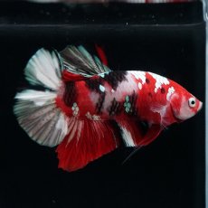 画像5: HMPK　鯉カッパー (5)