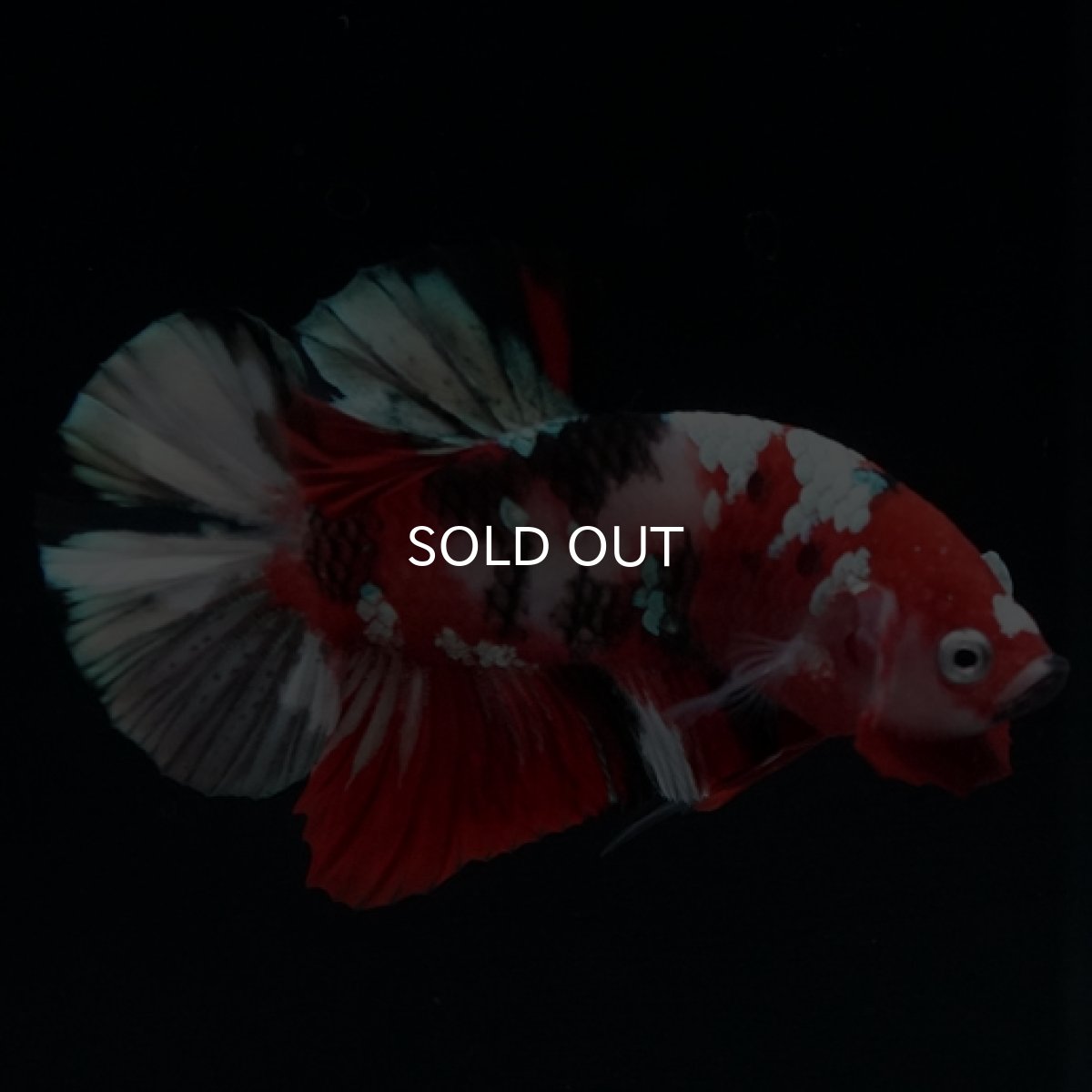 画像4: HMPK 鯉カッパー (4)