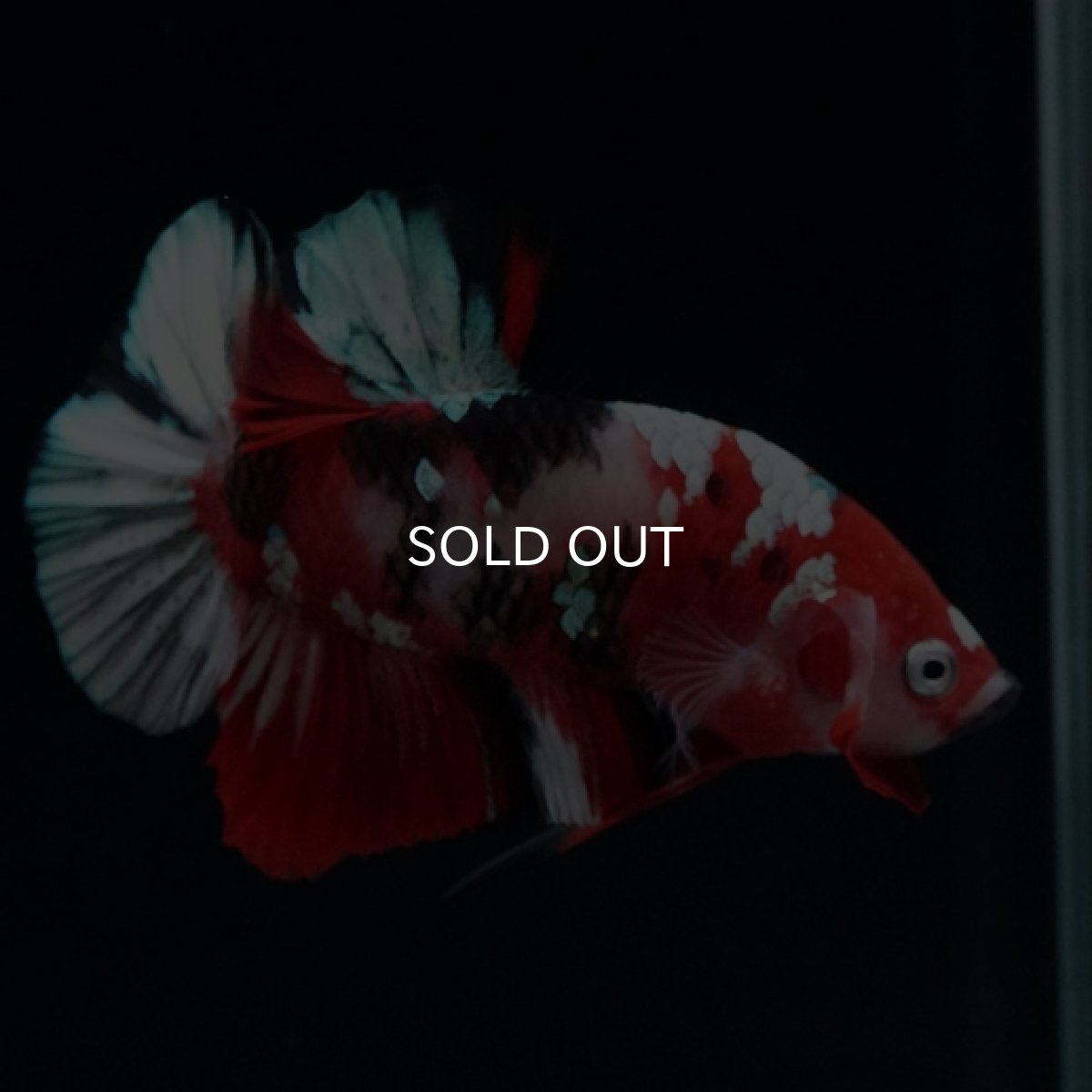 画像3: HMPK 鯉カッパー (3)