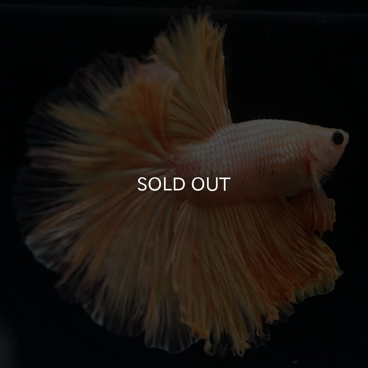 画像8: HM  イエロードラゴン ローズテール (8)