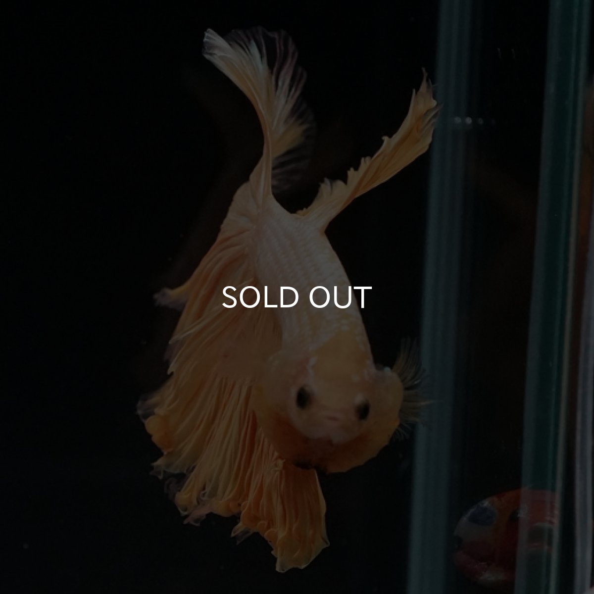 画像2: HM  イエロードラゴン ローズテール (2)