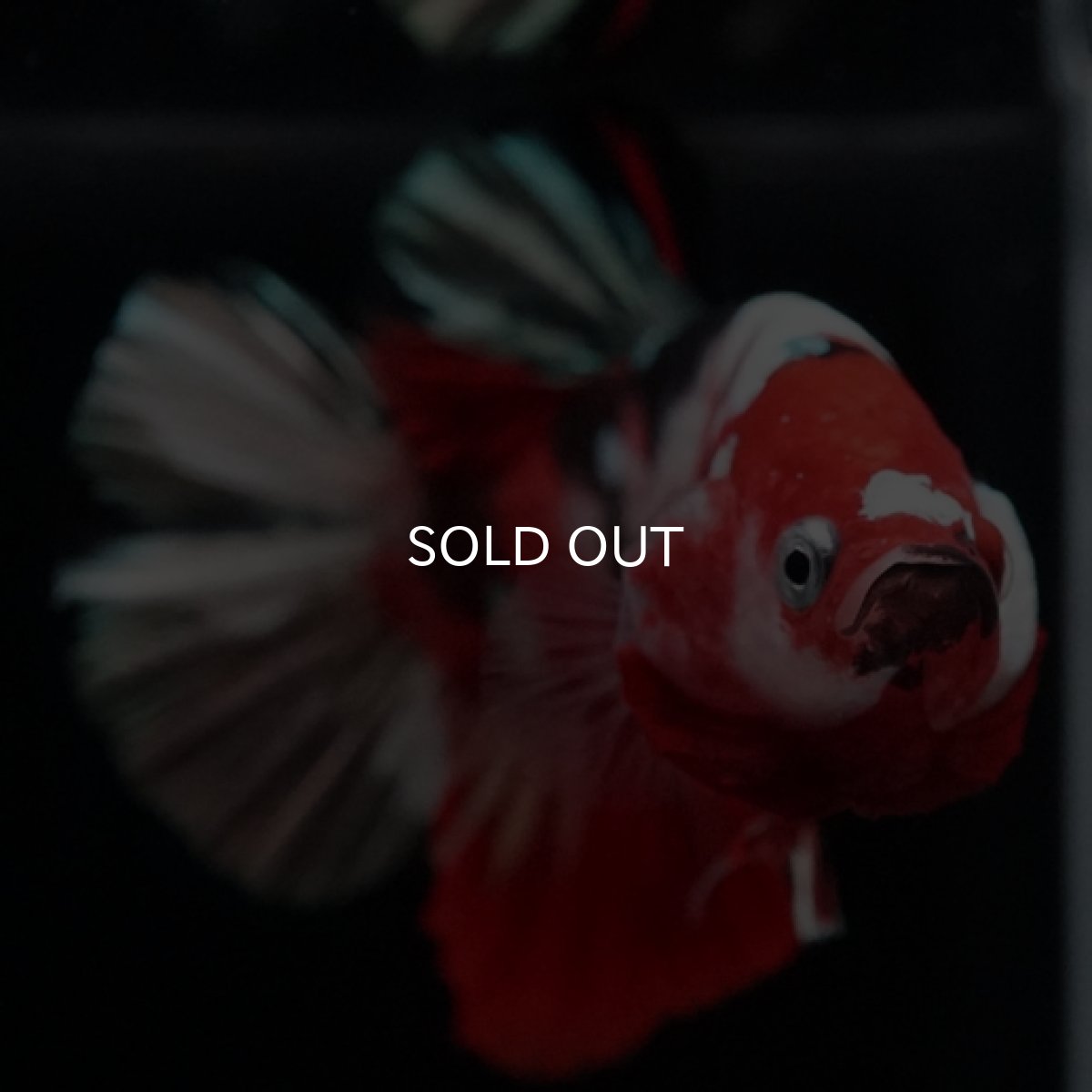 画像10: HMPK 鯉カッパー (10)