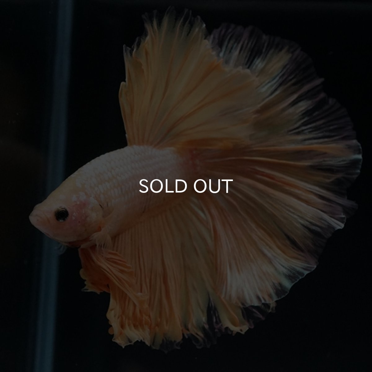 画像5: HM  イエロードラゴン ローズテール (5)