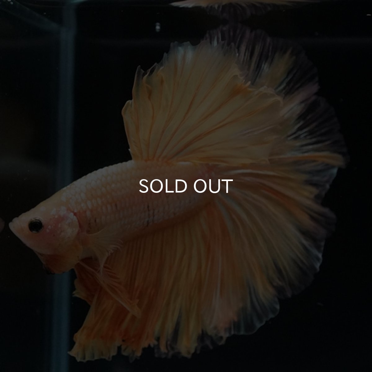 画像4: HM  イエロードラゴン ローズテール (4)